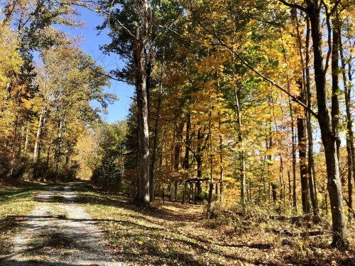 A gravel path winds through a vibrant autumn forest with colorful leaves and clear blue skies.