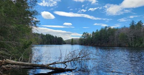 A forest surrounding a lake with a fallen tree in the foreground.