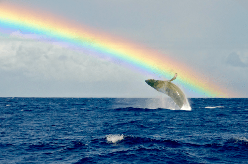 A whale breaches the ocean's surface beneath a vibrant rainbow in a clear sky.