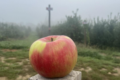 A close-up of a red and yellow apple on a wooden post, with a foggy orchard in the background.