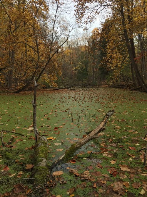 An algae-topped lake with branches and fallen leaves sits before a forest with orange leaves.