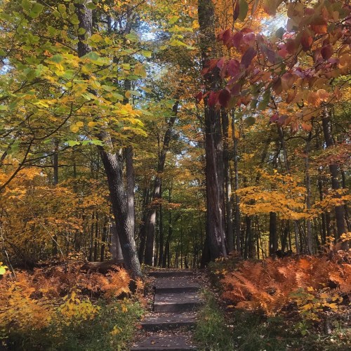 Worn concrete stairs lead into a forest filled with fall foliage.