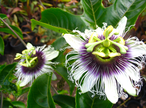 Two passion flowers with white petals and purple fringed centers, surrounded by green leaves.