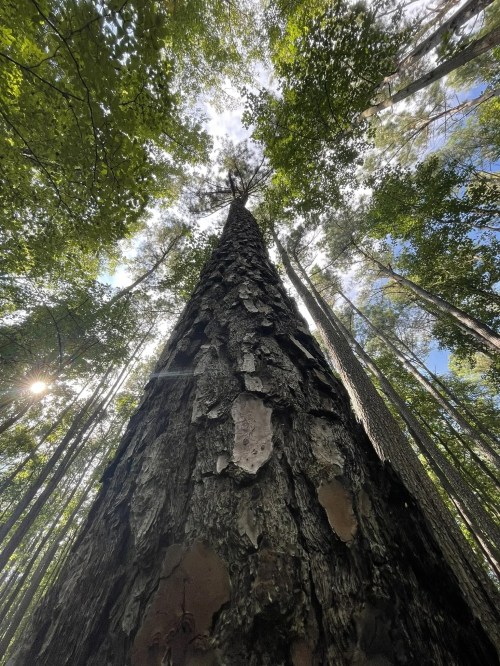 A tall tree viewed from the ground, reaching up through a lush green forest with sunlight filtering through the leaves.