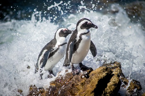 Two penguins stand on a rock amidst splashing waves, surrounded by a vibrant ocean backdrop.