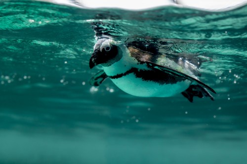 A penguin swimming underwater, with bubbles and sunlight filtering through the water's surface.