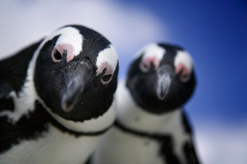 Two close-up penguins with distinctive black and white markings, set against a blue sky with soft clouds.