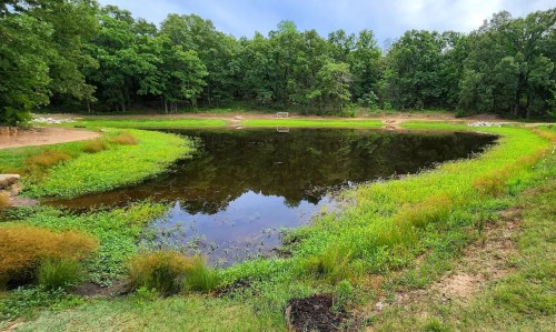 A serene pond surrounded by lush greenery and trees, reflecting the sky and vegetation in calm waters.