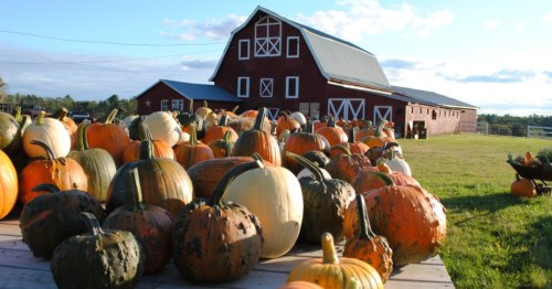 pumpkins of all shapes, colors, and sizes in the foreground lead the eye to the quintessential red barn in the background at. cucumber hill farm in rhode island