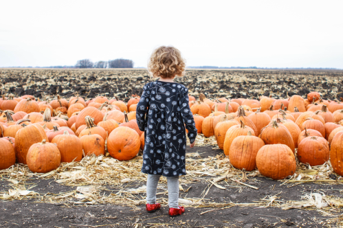A child stands in a pumpkin patch, surrounded by numerous orange pumpkins, looking out over the field.