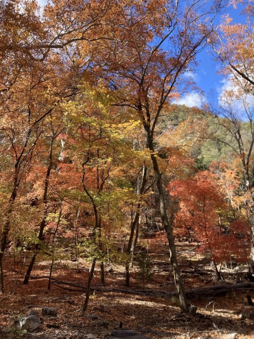 fall at ramsey canyon