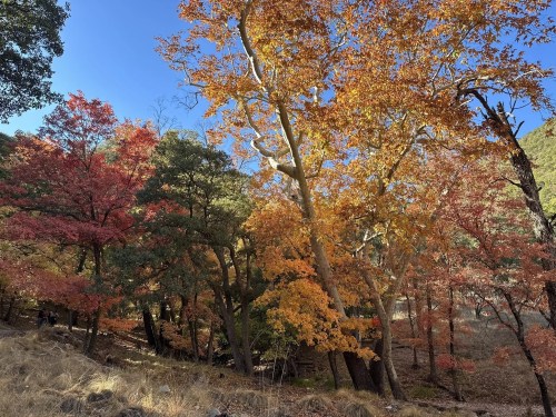 ramsey canyon trail fall foliage