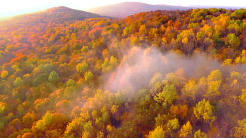 Aerial view of a vibrant autumn forest with colorful foliage and mist rising among the trees.