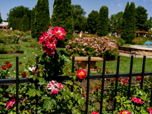 A vibrant rose garden with pink and red flowers, surrounded by green trees and a black fence under a clear blue sky.