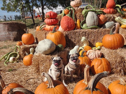 Two pugs sit among colorful pumpkins and gourds on a bed of hay at a pumpkin patch.