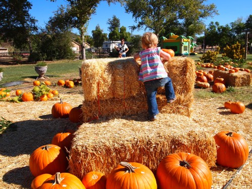 A child climbs on a haystack surrounded by pumpkins on a sunny day at a pumpkin patch.