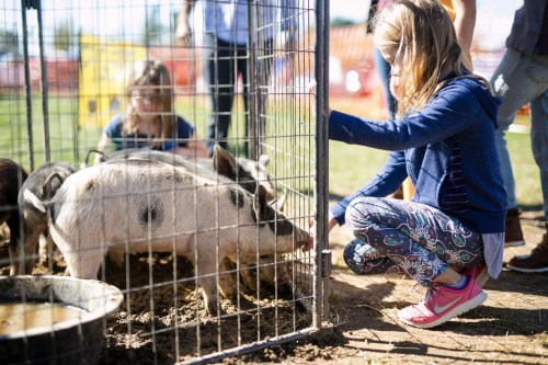A girl kneels by a pen, interacting with a pig while others watch nearby at a farm event.