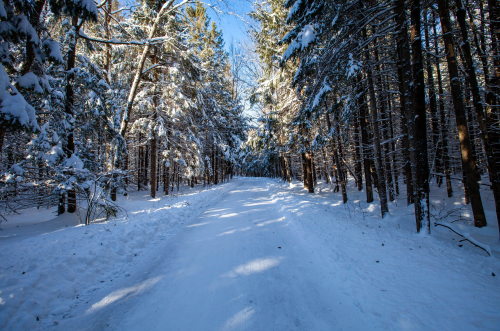 A snow-covered path winds through a serene forest, flanked by tall, snow-laden trees under a clear blue sky.
