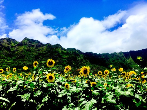 A vibrant field of sunflowers under a bright blue sky with fluffy clouds and lush green mountains in the background.