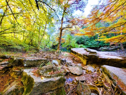 A serene forest scene with colorful autumn leaves, rocky terrain, and a calm stream in the background.