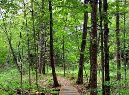 A serene forest path winding through lush green trees and foliage, with a wooden bridge crossing a small area.