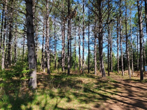 A serene forest scene with tall pine trees, dappled sunlight, and a clear blue sky.