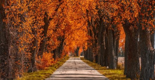 A scenic road lined with vibrant orange trees, creating a tunnel of autumn foliage.