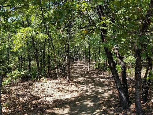 A winding dirt path through a lush green forest with trees and scattered leaves on the ground.