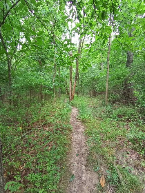 A narrow dirt path winds through a lush green forest filled with trees and dense foliage.