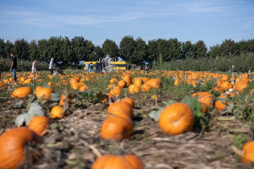 A pumpkin patch filled with bright orange pumpkins and people harvesting in the background under a clear blue sky.