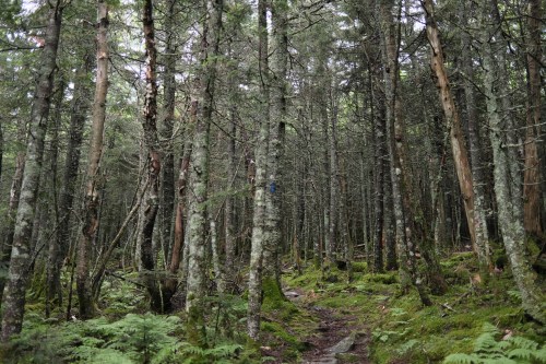 A dense forest with tall trees, moss-covered ground, and a narrow path winding through the greenery.