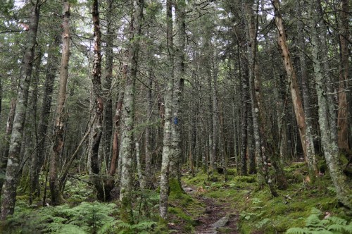 A dense forest with tall trees, moss-covered ground, and a winding path through the greenery.