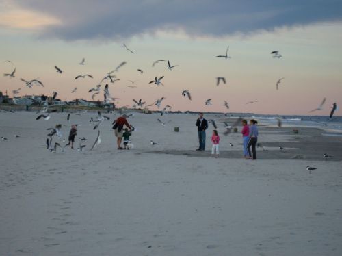A beach scene at sunset with people and seagulls flying around, creating a lively atmosphere.