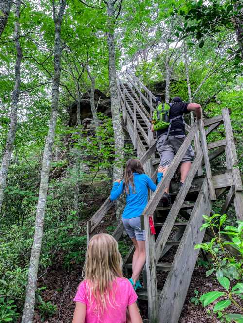 Explore the Mesa Top Trail in Pogue Creek Canyon, TN