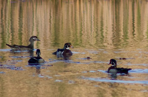 A group of wood ducks swimming in calm water, with reflections of trees in the background.