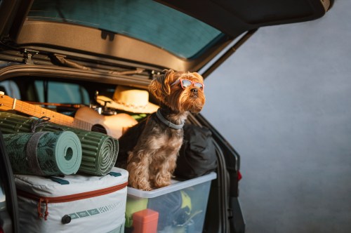 A small dog wearing sunglasses sits atop a packed car trunk filled with camping gear and supplies.