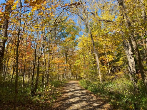A scenic forest path surrounded by vibrant autumn foliage under a clear blue sky.