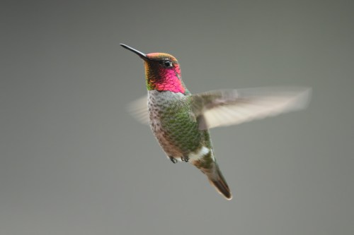A colorful hummingbird with iridescent feathers hovers in mid-air against a blurred background.