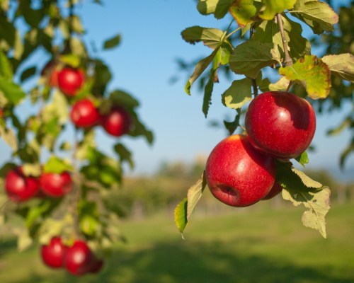 Red apples hanging from branches in a sunny orchard with a clear blue sky in the background.
