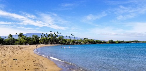 A serene beach scene with palm trees, clear blue water, and a sandy shore under a bright sky.