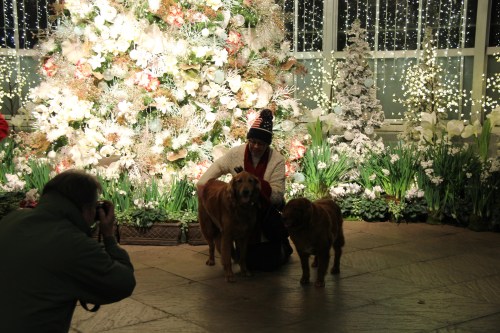 A person in a winter hat poses with two dogs in front of a festive floral display and twinkling lights.