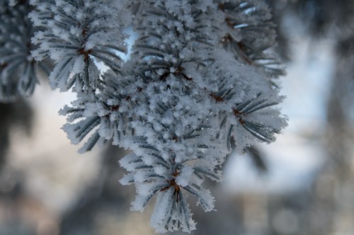 Frost-covered pine branches glistening in the sunlight, creating a wintery scene.