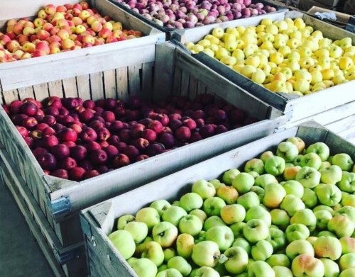 Baskets of colorful apples in various shades, arranged neatly in a market setting.