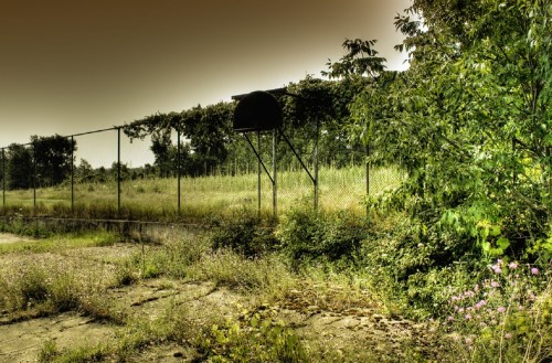 Overgrown basketball court surrounded by tall grass and trees, with a faded fence in the background.