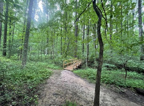 A serene forest path leads to a wooden bridge surrounded by lush green trees and foliage.