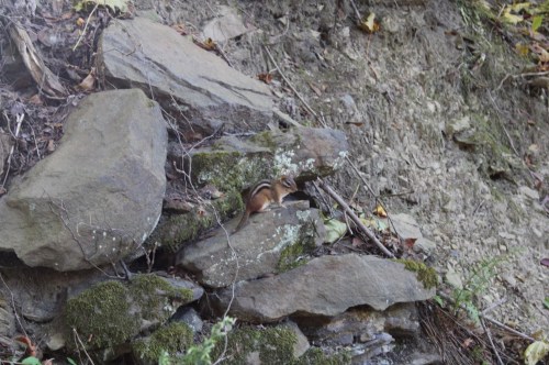 A chipmunk sits among rocks and moss on a hillside, blending into its natural surroundings.