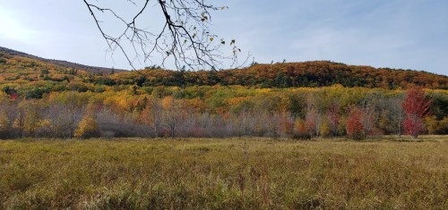 A vibrant landscape featuring autumn foliage on rolling hills, with a grassy foreground and a clear blue sky.