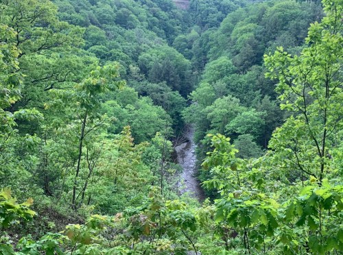 A lush green valley with a winding river, surrounded by dense trees and foliage.