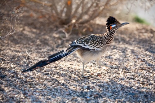 A roadrunner with distinctive feathers walks across a gravelly ground, surrounded by sparse vegetation.