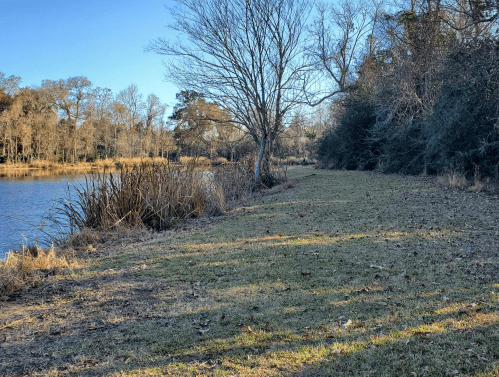 A serene lakeside scene with bare trees, tall grasses, and a clear blue sky reflecting on the water.